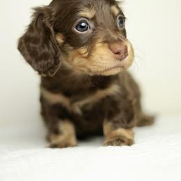 Dachshund Puppies from Lone River Dachshunds