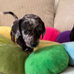 Nami - Dapple female Dachshund puppy in Los Angeles, California from Dachshunds of the Desert