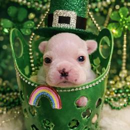 Cream Boy - Seal and white male Boston Terrier puppy in San Antonio, Texas from JT Bostons