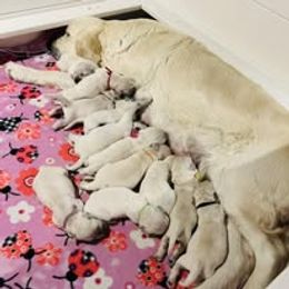 Eighth Pick Male - Light golden male Golden Retriever puppy in Alaska from Birchwood Goldens