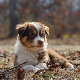 RIN - Red tri-color Australian Shepherd puppy in Mountain View, Missouri from Haven Aussies