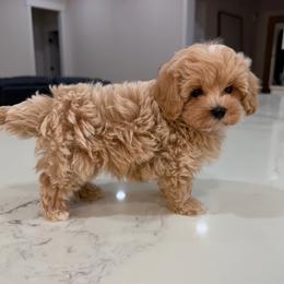 Mark - Apricot male Maltipoo puppy in Charles City, Virginia from Historic triangle doodles Charles City, Virginia