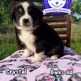 BTM Blue collar - Black tri-color male Australian Shepherd puppy in Greenville, Texas from Amandas Aussies