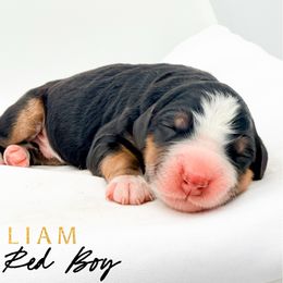 LIAM - Tri-color male Bernedoodle puppy in Tipton, Indiana from Country Creek Doodles