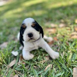 English Springer Spaniel Puppies from Redemption Fields
