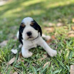 English Springer Spaniel Puppies from Redemption Fields