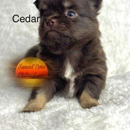 Chihuahua Puppies from Sunset Eves Chihuahuas