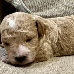 Cavachon and Cavapoochon Puppies from Forever Puppies 4U