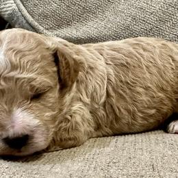 Cavachon and Cavapoochon Puppies from Forever Puppies 4U