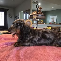Jazz - Dachshund