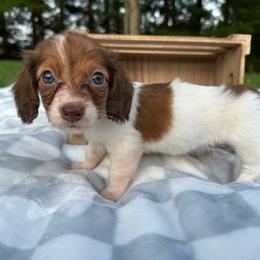 Ava - Piebald female Dachshund puppy in Wytheville, Virginia from Weenie Haven