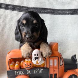 Midnight - Black and cream male Dachshund puppy in Temple, Texas from Brit’s Doxie Crossing