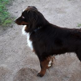 TJ - Australian Shepherd