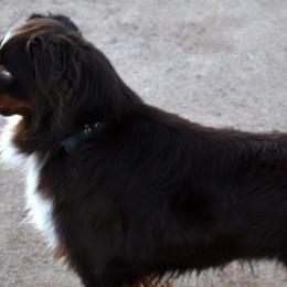 TJ - Australian Shepherd