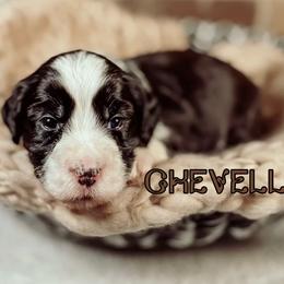 Chevelle - Black and chalk female Australian Labradoodle puppy in Decatur, Alabama from Southern Meadows Doodles