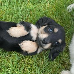 4th Born Black and Cream - Black and cream female Dachshund puppy in Rochester, Washington from Curtiss Dachshunds