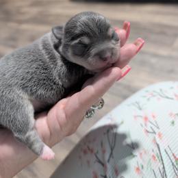 Lilly Grayce - Silver female Chihuahua puppy in Honea Path, South Carolina from Deerfield Acres Canine Companions