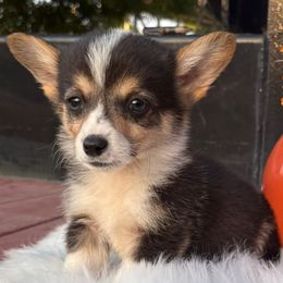 Tri Boy 4 - Black and tan Pembroke Welsh Corgi puppy in Bay Area, California from MJ's Corgis