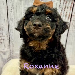 Roxanne - Phantom female Goldendoodle puppy in Gilbert, Arizona from Gilbert Az Doodles