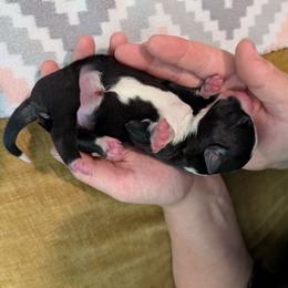 Griffin - Tri-color male Border Collie puppy in Grapeview, Washington from Athena’s Collies