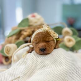 Lulu - Red  female Goldendoodle puppy in Sulphur, Louisiana from Curly Q’s Of Carlyss
