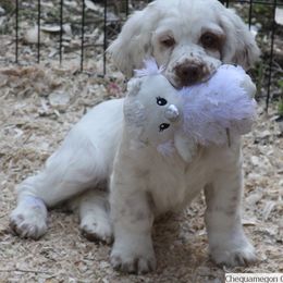 Clumber Spaniel and Irish Red and White Setter Puppies from NyaStar & Chequamegon