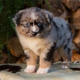 Mimosa - Blue merle female Australian Shepherd puppy in Grapeland, Texas from Smokin K Aussies