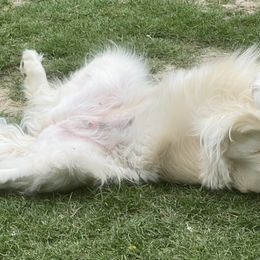 Golden Retrievers from Vicki Wall's Golden Retrievers