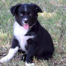 Miss Deere - Black & white female Miniature Australian Shepherd puppy in Evant, Texas from Lazy VT Bar Ranch