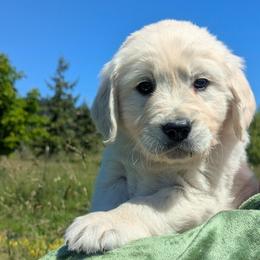 Green - Light golden male Golden Retriever puppy in Roseburg, Oregon from Unbound Goldens