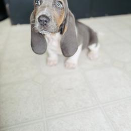 Basset Hound Puppies from Central Kentucky Basset Hounds