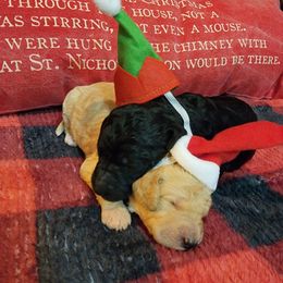 Goldendoodles from Gate’s Open Goldendoodles