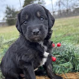 Edie - Black female Goldendoodle puppy in Gay, Georgia from That’s My Puppy