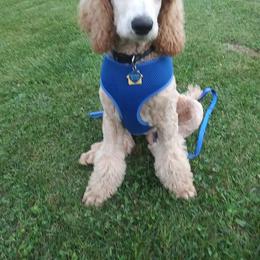 Poodle Puppies from Barbi's Standards