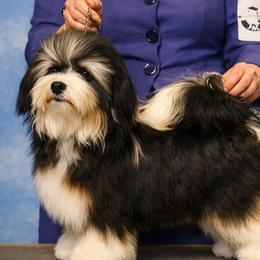 Kneel - Havanese