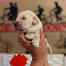 Vecna - Golden male Golden Retriever puppy in Duncan, South Carolina from Glimmer Goldens