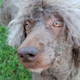 Poodles from Amas Veritas Poodles LLC