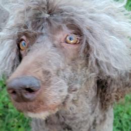 Poodles from Amas Veritas Poodles LLC
