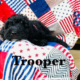 Goldendoodle Puppies from Magnolia Mini Goldendoodles