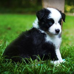 Penny Lane - Black tri-color female Australian Shepherd puppy in Lexington, South Carolina from Lightspeed Kennels