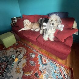 Thistle - Blue merle female Aussiedoodle puppy in Oak Island, North Carolina from Double Doodle Aussiedoodle