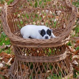 Vixen - Blue mottled female Australian Cattle Dog puppy in Buffalo Valley, Tennessee from Buffalo Valley Breeders