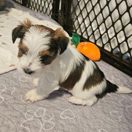 Reeses - Black and white male Shorkie puppy in Chattanooga, Tennessee from Passion Pups TN
