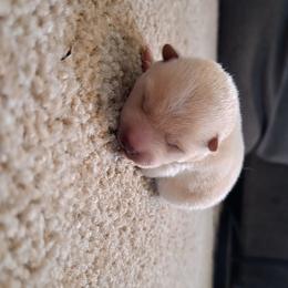 Sleep - Red male Shiba Inu puppy in Osceola, Iowa from Jordan's Shiba Inu