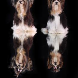 TT     Vegaz - Black tan and white female Biewer Terrier puppy in Chester, South Carolina from Classic Biewers