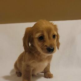Maple - Cream female Dachshund puppy in Pinson, Alabama from Sweet Honey Bunn Hounds