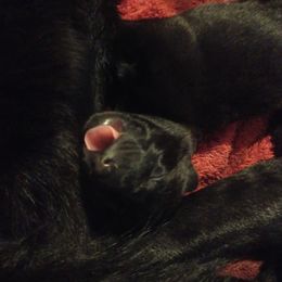 German Shepherd Puppies from Thornock Shepherds