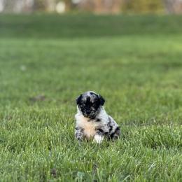Spoon - Blue merle female Australian Shepherd puppy in Argyle, Iowa from Country Time Kennels