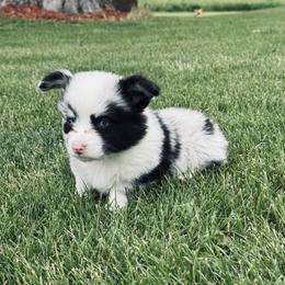 American Corgi, Dachshund, and Pembroke Welsh Corgi Puppies from Seven B Corgis & Doxies