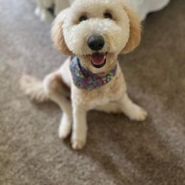 Livi - Goldendoodle